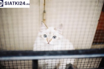 Siatki Nysa - Zabezpieczenie balkonu siatką - Kocia siatka - bezpieczny kot dla terenów Nysy
